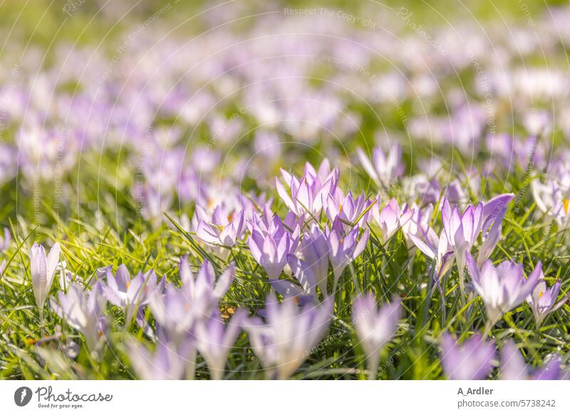 Krokusse im Sonnenlicht auf grüner Wiese Froschperspektive Schwache Tiefenschärfe Unschärfe Tag Makroaufnahme Menschenleer Nahaufnahme Außenaufnahme Farbfoto