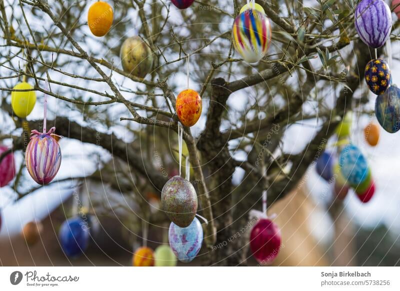 Ostern naht Ostereier Eier Osterhase Osterfest Dekoration Feste & Feiern Dekoration & Verzierung Frühling Tradition Lebensmittel Eierschale bunte Eier