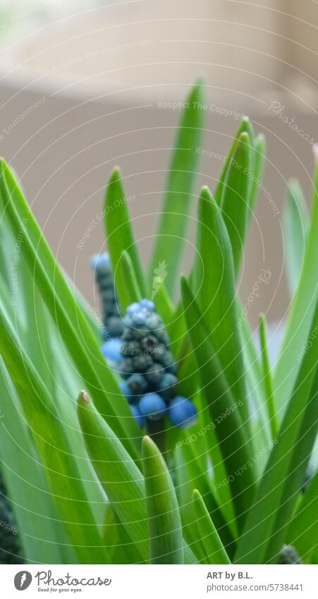 Frühlingimpression grün blau blüte jahreszeit blume hyazinthe frühling traubenhyazinthe blatt blätter wohnen garten scjhönheit