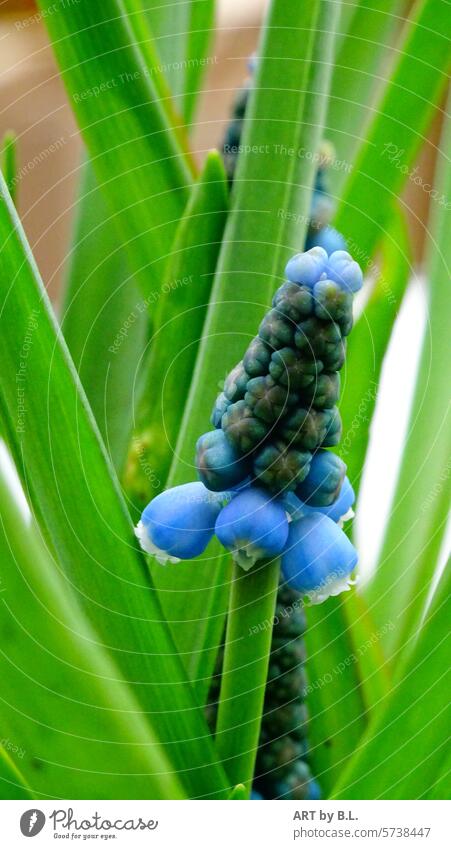 Langsam geht es los... traubenhyazinthe blume frühling jahreszeit blüte blau grün