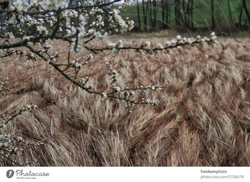 blühender Zweig über trockenem Gras Frühling Blühend Wind Wiese wild Natur Ast Pflanze winter ade Grasbüschel Graswiese windig weiße blüten Frühlingsgefühle