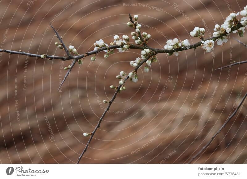 blühender Zweig unscharfer Hintergrund Blüte Pflanze Blühend Natur Frühling Frühlingsbote Frühlingserwachen braun Ast Schwache Tiefenschärfe sprießen erblühen