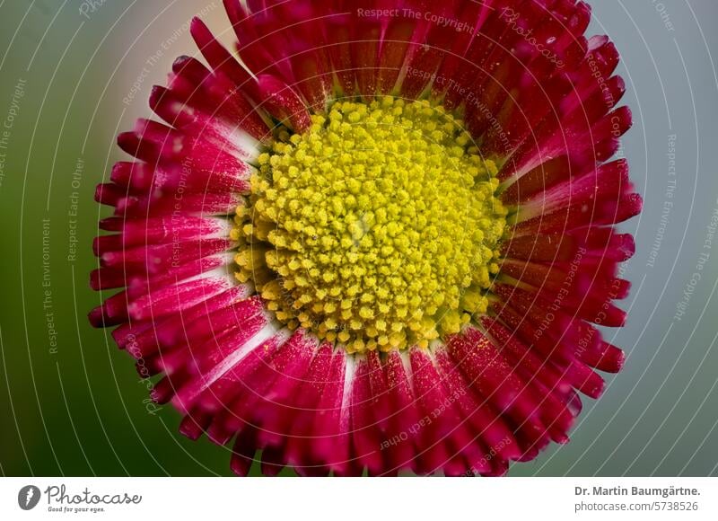 Gartenform des Gänseblümchens, Bellis perennis mit roten Zungenblüten Nahaufnahme Blütenstand Korbblütler Asteraceae Staude ausdauern Frühjahrsblüher mehrjährig