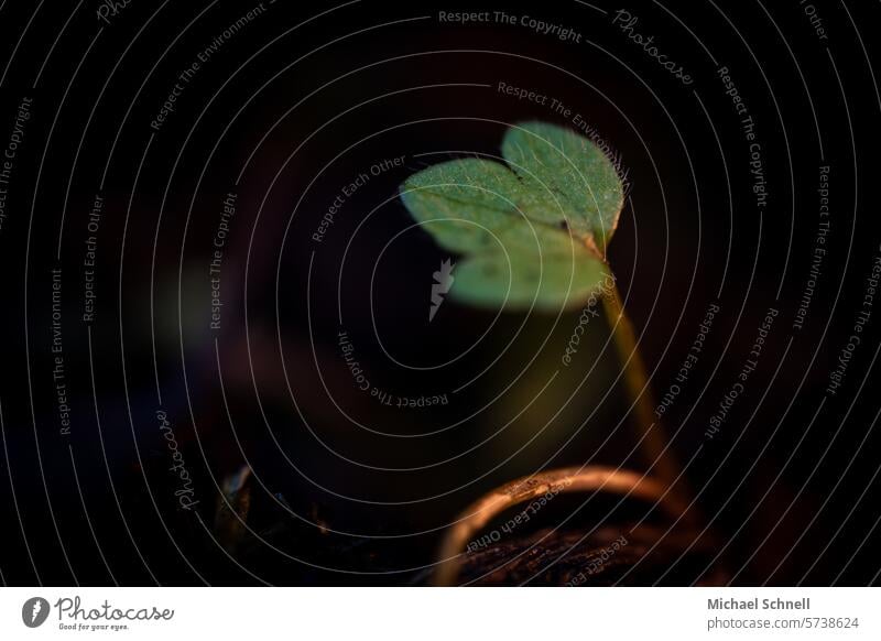 Kleines Blättchen Blatt grün Pflanze Natur Makroaufnahme Nahaufnahme Detailaufnahme Schwache Tiefenschärfe natürlich Umwelt Grünpflanze Wildpflanze