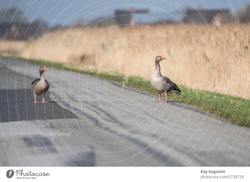 Letzte Generation Graugänse Anser anser Feldgänse Gänse Echte Gänse Anserini Gänsevögel Anseriformes Fauna Graubraunen Farbton Entenvögel Anatidae Wattenmeer