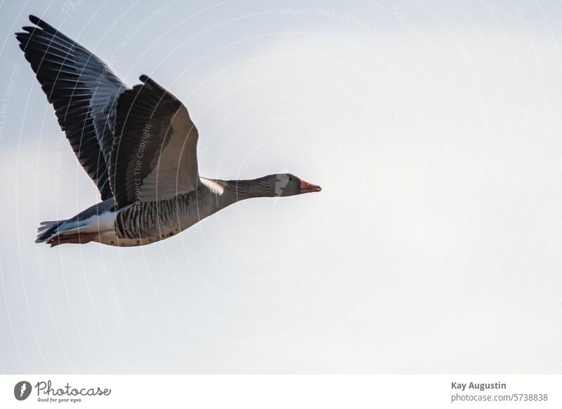 Graugans Graugans im Flug Außenaufnahme Tier Vogel Gans Natur Farbfoto Flügel Wildgans Schnabel Wildtier Himmel Tag Anser anser Echte Gänse Anserini Gänsevögel