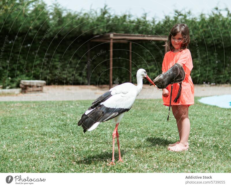 Ein junges Mädchen in einem leuchtend orangefarbenen Kleid füttert an einem sonnigen Sommertag einen majestätischen Weißstorch auf dem üppigen grünen Rasen einer Landwirtschaftsschule