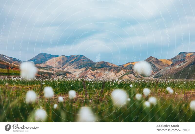 Farbenfrohe Berge und Wildblumen in der isländischen Landschaft Island Berge u. Gebirge Natur Bunter Hügel pulsierend im Freien reisen malerisch Blütezeit