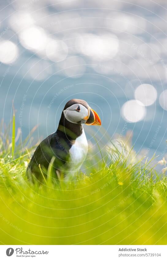 Papageientaucher auf den grasbewachsenen Klippen von Island Papageitaucher Vogel Natur Tierwelt Gras grün Meer Nahaufnahme Schnabel Federn Stehen Bokeh