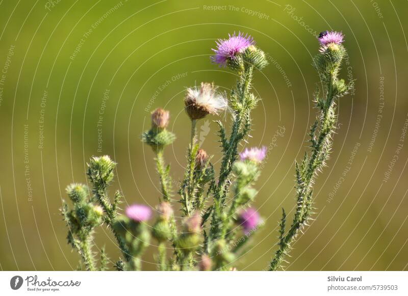 Nahaufnahme von stacheligen pflaumenlosen Distelblüten mit grünem unscharfem Hintergrund Wildblume Blüte Blatt natürlich Natur Blume Garten Kräuterbuch purpur