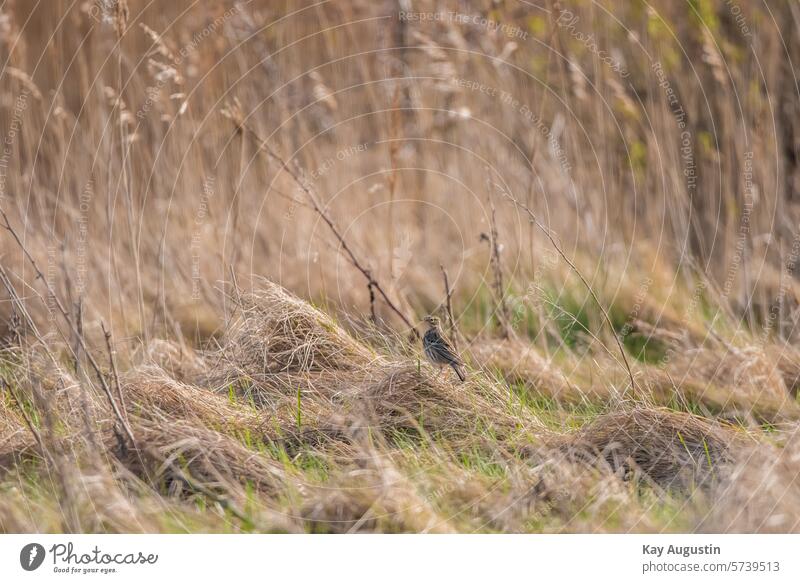 Wiesenpieper Farbfoto Außenaufnahme Natur Tag Landschaft Anthus pratensis Vogel Pieper Sperlingsvögel Passeriformes Singvögel fauna stelzen Pieper Motacillidae