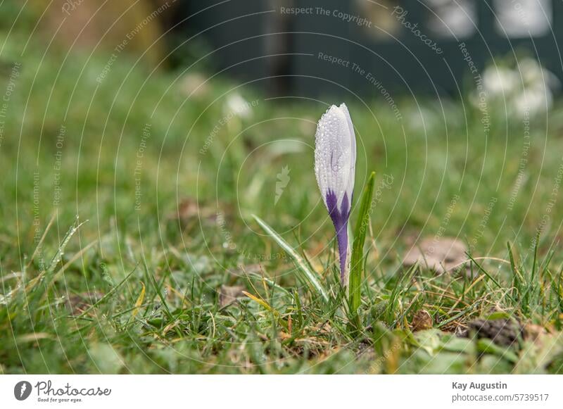 Krokusblüte Frühling Natur Blume Frühlingsblume Frühblüher violett Blüte Frühlingsgefühle Frühlingskrokus Garten Pflanze Farbfoto Schwache Tiefenschärfe