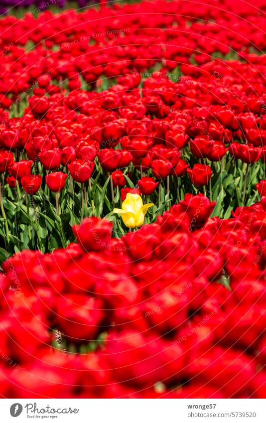 Eine gelbe Tulpe in mitten roter Tulpen rote Tulpen Tulpenfeld Landwirtschaft Tulpenzucht Tulpenblüte Frühling Blüte Blühend Frühlingsgefühle Tulpenzeit