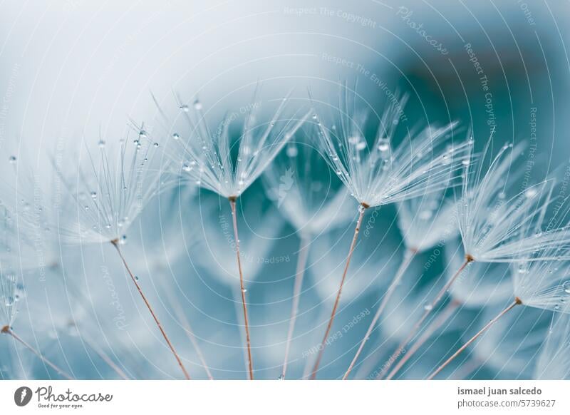 Tropfen auf den Samen der Löwenzahnblüte im Frühling, blauer Hintergrund Blume Regentropfen regnerisch regnerische Tage hell Wasser nass Frische