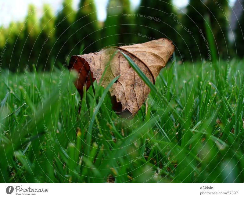 blatt Blatt Wiese grün braun Natur grass