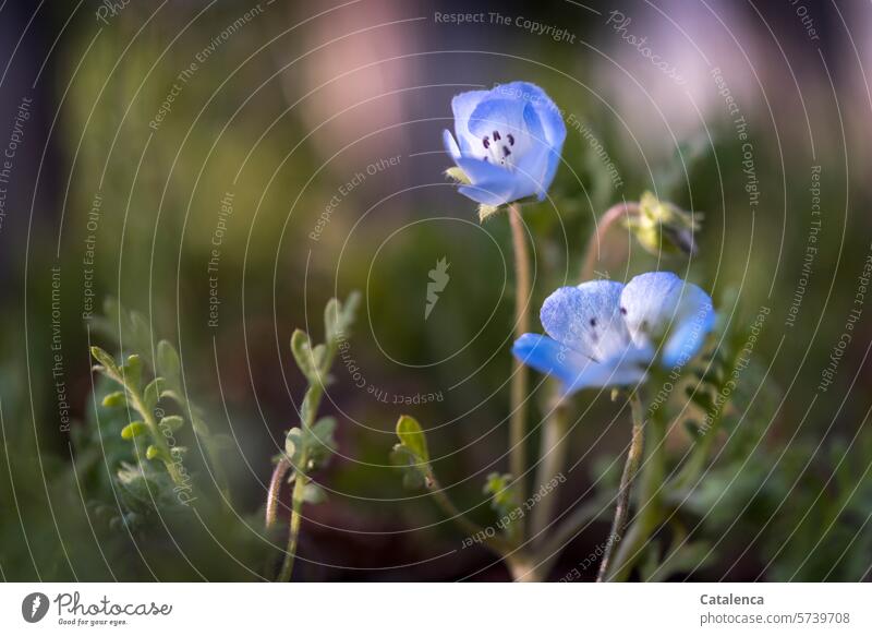 Montags blue Blau Grün Mohn Tageslicht Garten Flora Natur Pflanze Jahreszeit Frühling blühen Blütenblätter blauer Mohn Blätter wachsen verblühen Blume