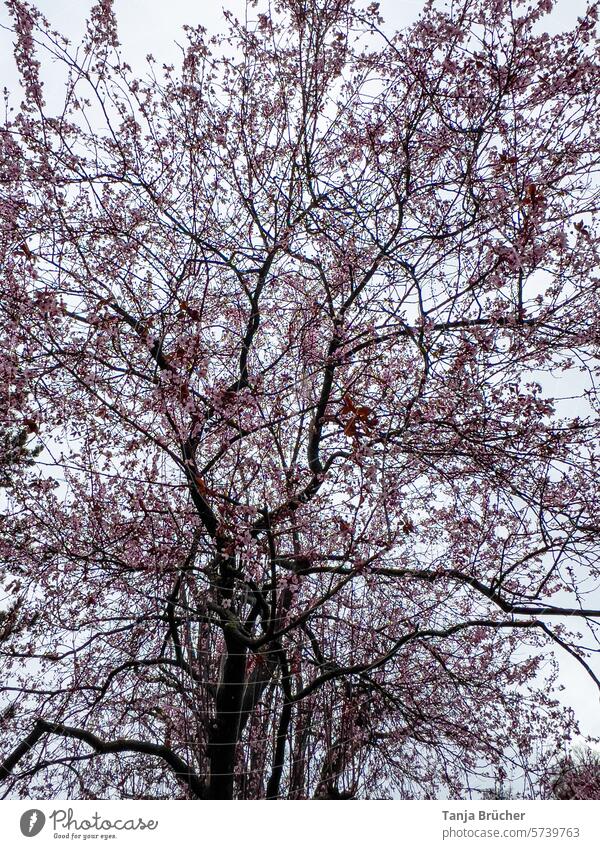 Blütenmeer in rosa Kirschblüten Kirschbaum Verästelung Frühling Baum Frühlingsgefühle zarte Blüten Blühend rosé natürlich Park Natur Duft pink Blütenfülle