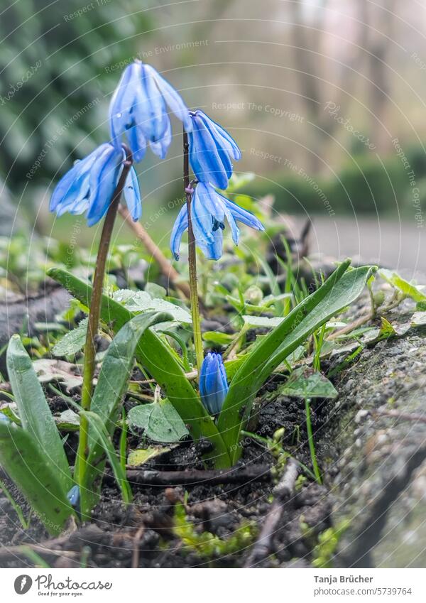 Blaustern am Wegesrand Scilla blau Frühblüher Frühlingsgefühle Blühend schön zart Blüte Alternativmedizin Wildpflanze Frühlingsblume Nutzpflanze