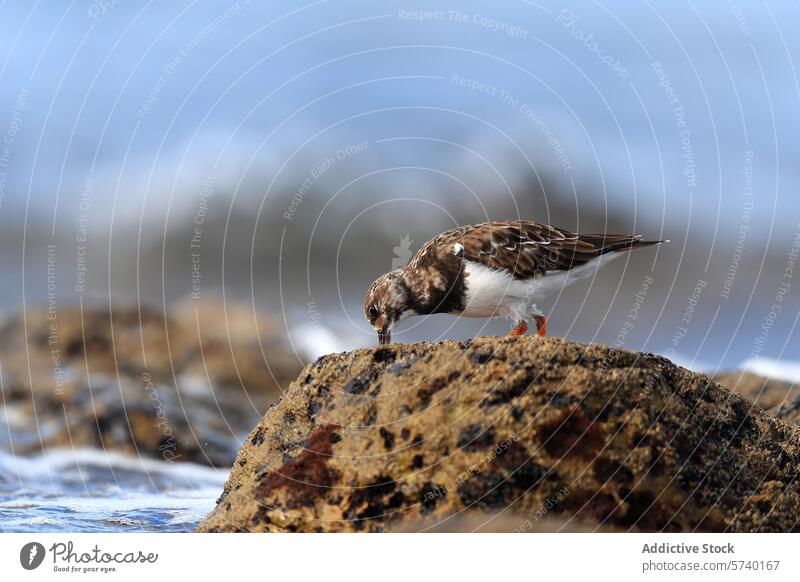 Steinwälzer bei der Futtersuche an einem felsigen Strand Vogel roter Drehstein Nahrungssuche MEER Tierwelt Natur Wasser verschwommener Hintergrund zu picken