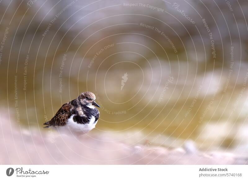 Nahaufnahme eines auf einem Felsen sitzenden Spatzen Vogel Barsch Natur Tierwelt unscharf Hintergrund Warme Töne Windstille aussruhen klein Feder Schnabel Fauna