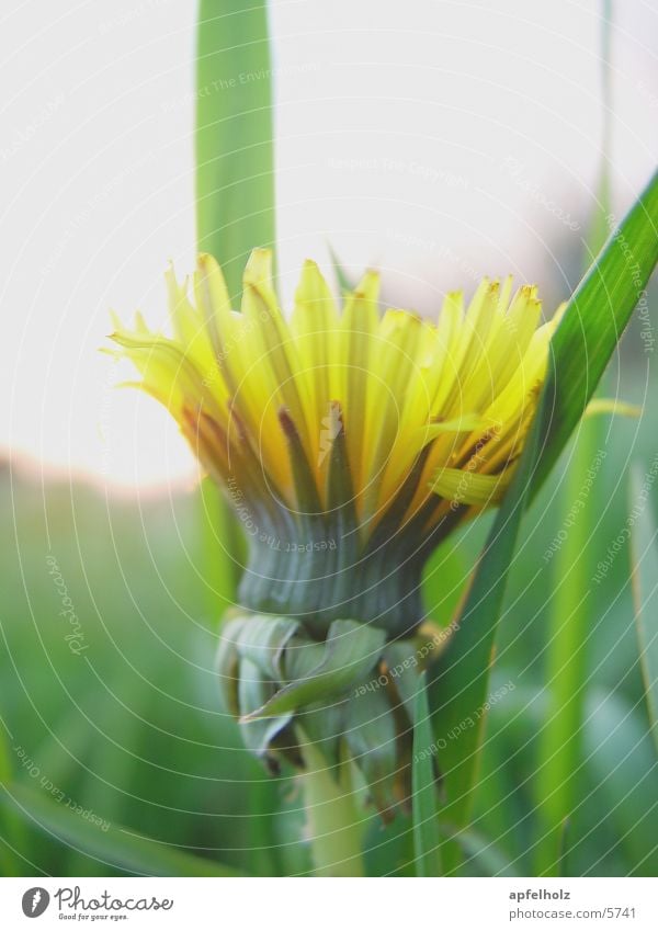 gelbes blümchen Löwenzahn Gras grün Natur