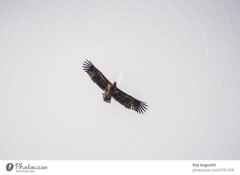 Seeadler Haliaeetus Albicilla Fischseeadler Zeearend Vogel Vogelwelt Tierreich Vogelfotografie Wattenmeer Nationalpark Wattenmeer Natur