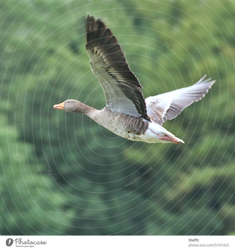 Graugans im Flug Wildgans Wasservogel Wildvogel Zugvogel Vogel Gans Vogelflug fliegen Freiheit frei grün Anser anser Flügel Flügelschlag Vogel im Flug