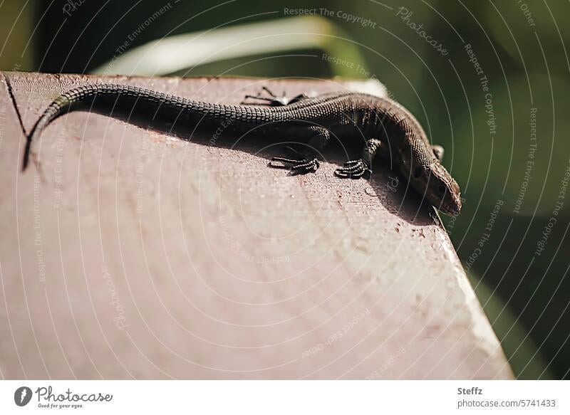 eine Waldeidechse auf einer warmen Holzbank Echse Reptil Eidechse Echte Eidechse Wildtier Kriechtier Echsenschwanz wärmeliebend erwärmen sonniges Plätzchen