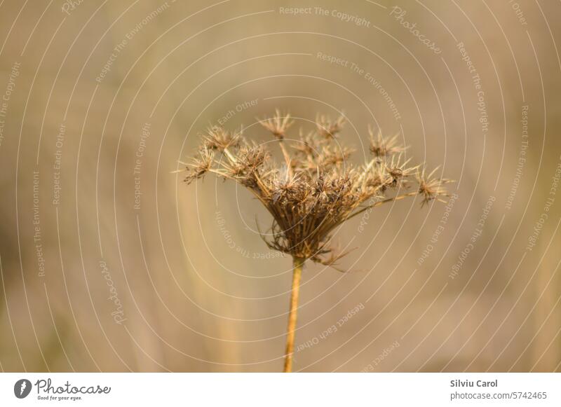 Nahaufnahme von braunen getrockneten wilden Karottensamen mit unscharfem Hintergrund Feld Schönheit Blume Saison natürlich Sommer Natur Wildblume Wiese Herbst