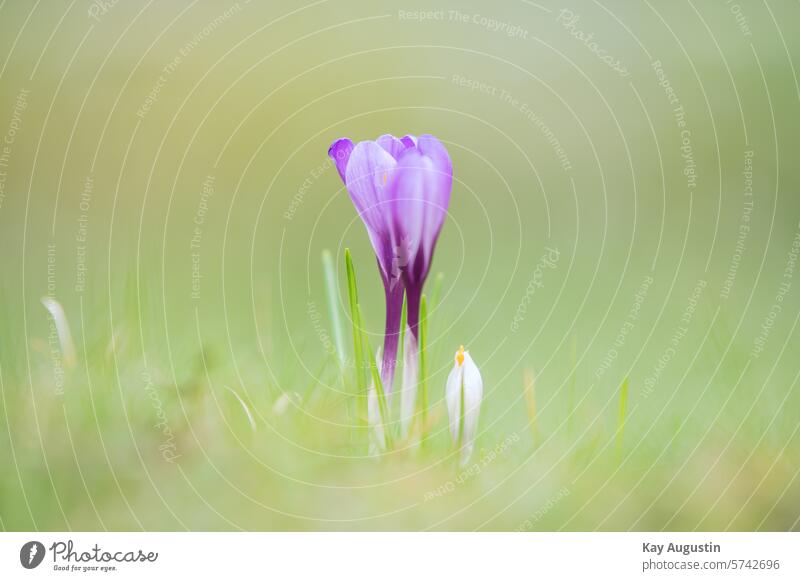 Krokus Blütenstand Pflanzen Flora Botanik Krokusse Crocus vernus Frühling Blumen Frühlingsblume Rasenfläche Violette Krokusse Frühlings Blumen Blütezeit Wiese