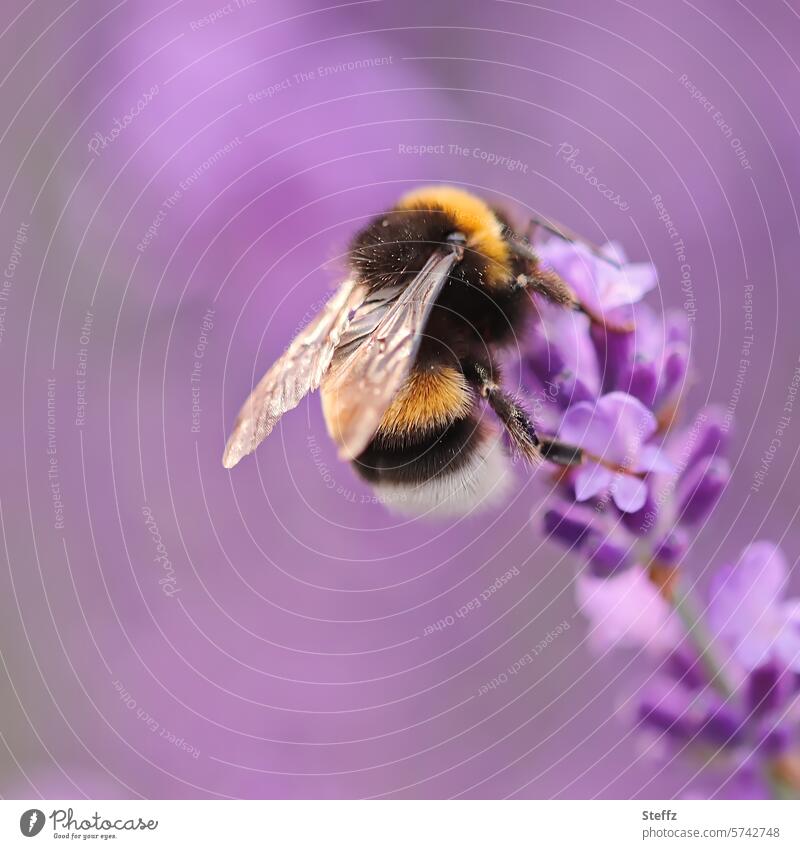 eine Hummel auf Lavendelblüte Hummel auf Blüte Lavendelblume Insekt violett lila Blume Heilpflanze idyllisch blühen Lavendelduft Duft duften Nektar Nektarsuche