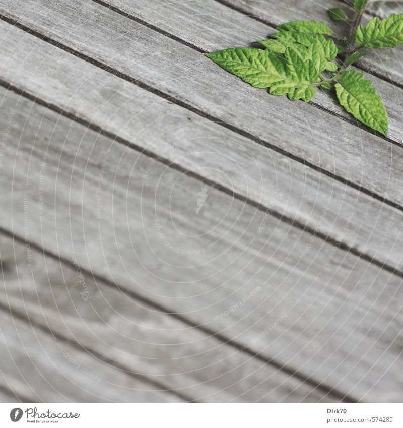 Haustomate, zögerlich Gesunde Ernährung Garten Pflanze Blatt Grünpflanze Nutzpflanze Topfpflanze Zweig Tomate Tomatenpflanze Terrasse Tisch Terrassentisch Holz