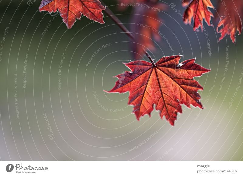 Einzigartig! Rote Blätter Umwelt Natur Landschaft Pflanze Tier Herbst Baum Sträucher Blatt Grünpflanze Nutzpflanze Blätterdach Garten Wald Laubwald rot Senior