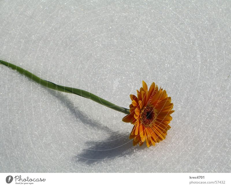 Blume im Schnee 2 weiß grün orange Schatten hell