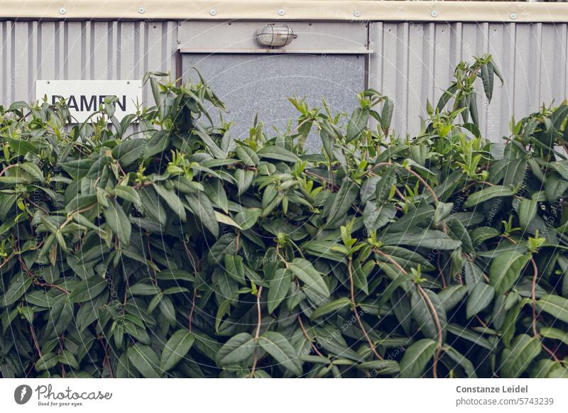 Schild HERREN an einer hinter Gebüsch verstecken Toilette Natur versteckt geschlossen geheimnisvoll Tür Wand Damen Bedürfnis WC Eingang Eingangstür Hygiene Klo