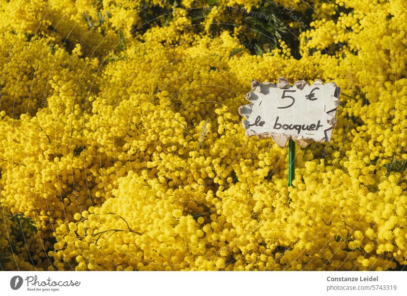 Gelbe Mimosa vom französchischen Markt Blumen und Blüten Natur blühen gelb Mimose Mimosa pudica zerbrechlich Pflanze Frische zart Botanik Hintergrund Flora