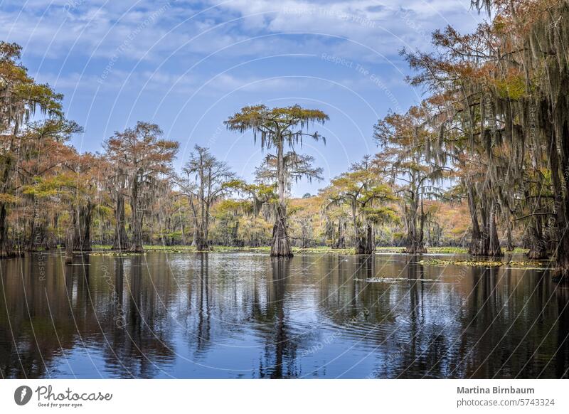 Die Schönheit des Caddo Lake mit Bäumen und ihren Spiegelungen bei Sonnenaufgang Texas See caddo Caddo Lake State Park Landschaft reisen im Freien Zypresse