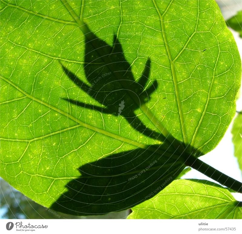 Schattenwesen Blatt Licht Gegenlicht grün Blume Blüte Pflanze Lichtspiel Zacken