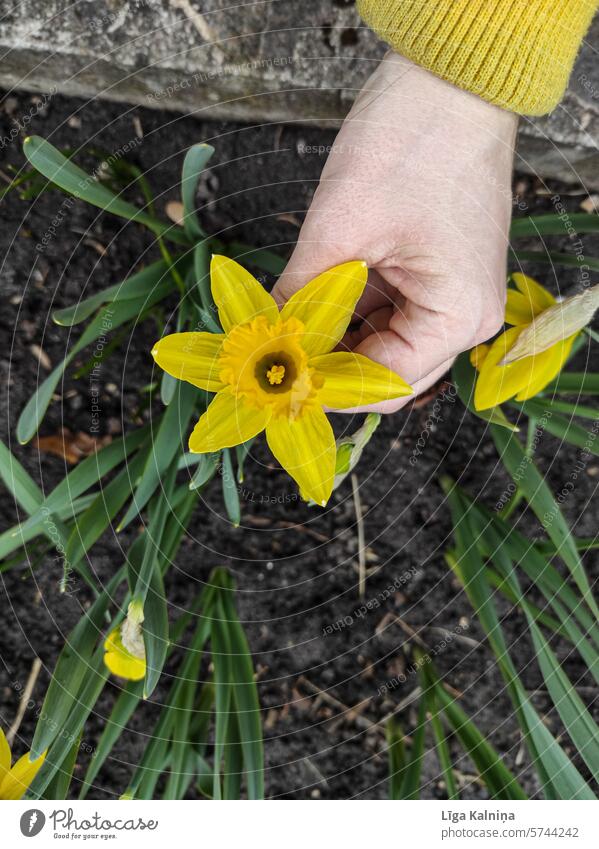 Narzisse Blume grün Ostern Natur Blühend Pflanze gelb Gelbe Narzisse Frühling Blüte Frühlingsgefühle Frühlingsblume