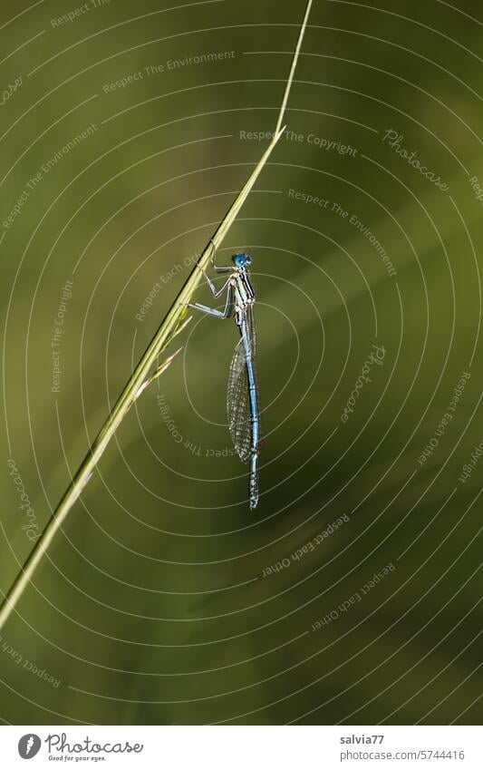 Libelle im Grünen Grashalm grün Insekt Nahaufnahme Makroaufnahme Tier Natur 1 Farbfoto Libellenflügel Flügel sitzen Menschenleer ausruhen zart filigran