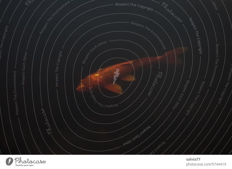 Koi-Karpfen schwimmt  im dunklen Moorgewässer Fisch Wasser Teich Tier Farbfoto See Tierporträt schwimmen Menschenleer Zierfisch orange dunkel
