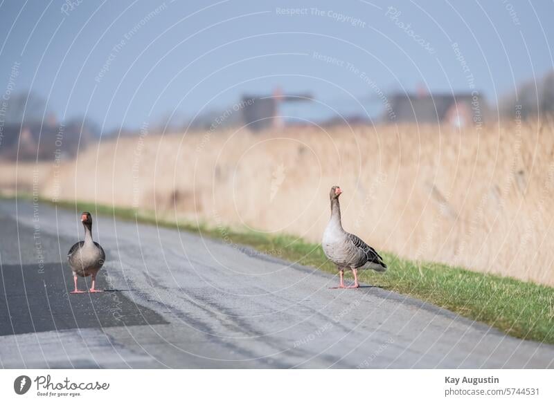 Graugänse blockieren einen Feldweg Anser anser Feldgänse Gänse Echte Gänse Anserini Gänsevögel Anseriformes Fauna Graubraunen Farbton Entenvögel Anatidae