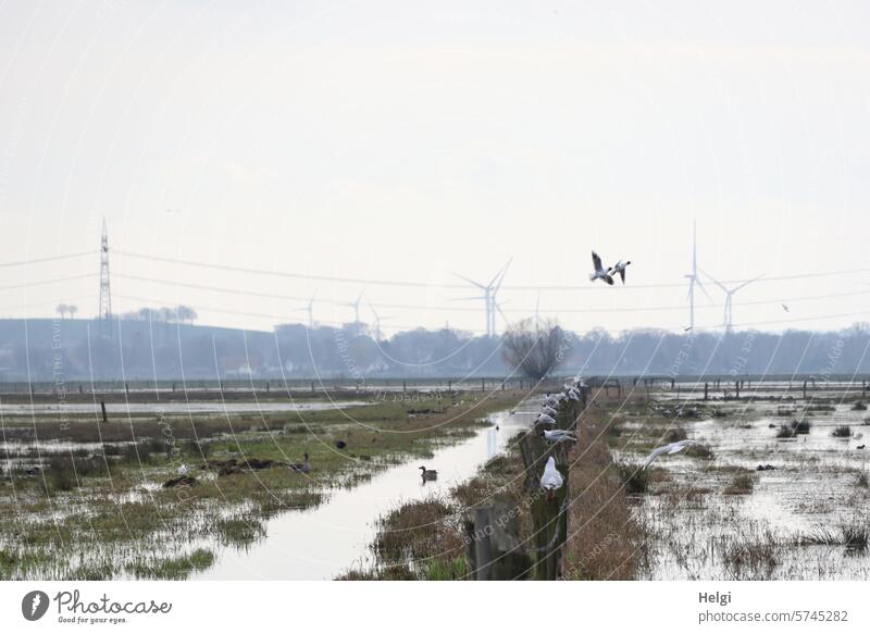 im Ochsenmoor Moor Moorwiesen Wasser Überschwemmung Graben Gras Pflanze Baum Vogel Möwe Ente Blässhuhn Landschaft Natur Naturschutzgebiet Himmel Strommast