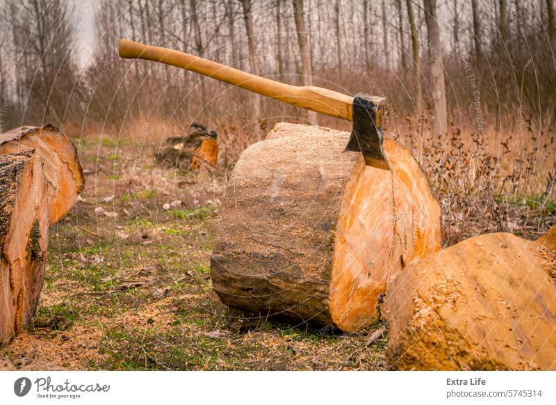 Eine Axt sticht in einen frisch gesägten Baumstamm, Holzstämme liegen auf dem Boden, bereit für den Transport aus dem Wald Biomasse Klinge hacken Querschnitt