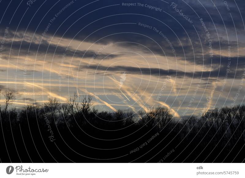 kreuz und quer | Kondensstreifen am Abendhimmel bei Sonnenuntergang im Park. Himmel Wolken Menschenleer Bäume Baumkronen Licht Umwelt Landschaft Dämmerung