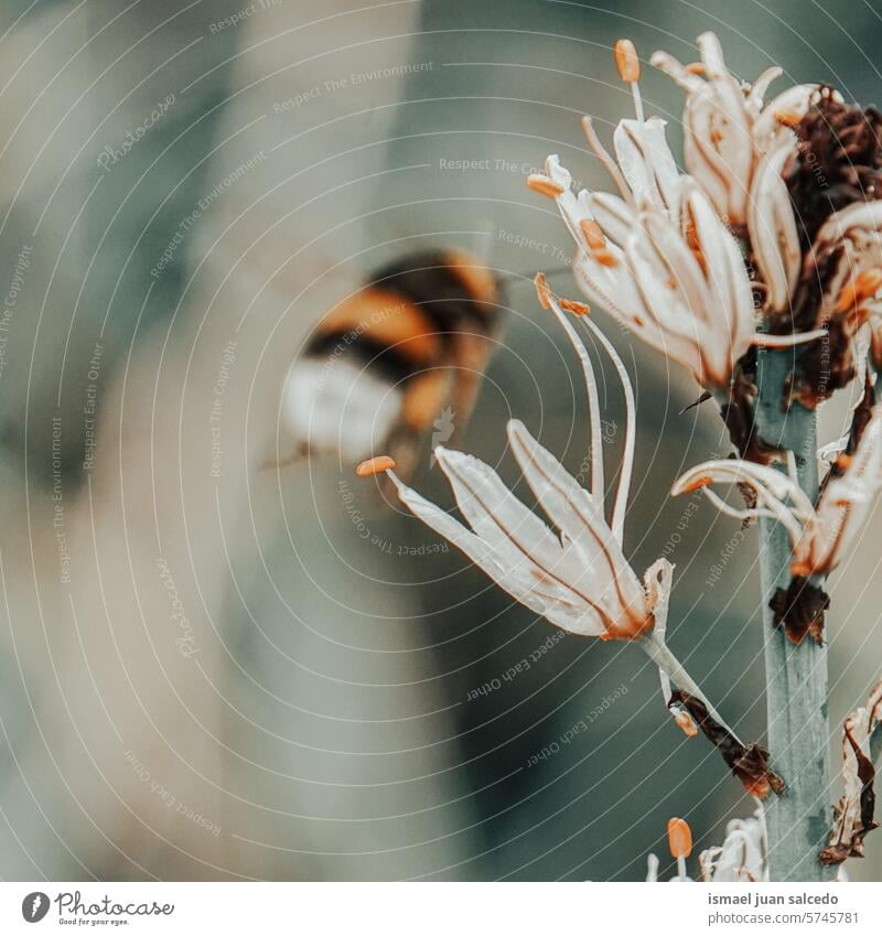 Bienenflug und weiße Blumen Insekt gelb Blütenblätter gelbes Blütenblatt gelbe Blume Pflanze Garten geblümt Flora Natur natürlich Pollen Nektar Schönheit