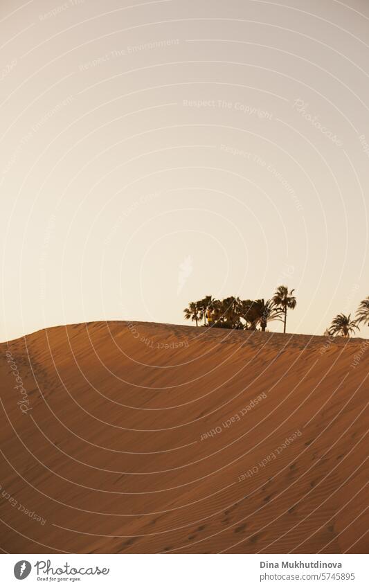 Sanddünen und Palmen bei Sonnenuntergang minimale vertikale Landschaft Düne wüst Natur Wüstenlandschaft Stranddüne Ferien & Urlaub & Reisen Wüstensand