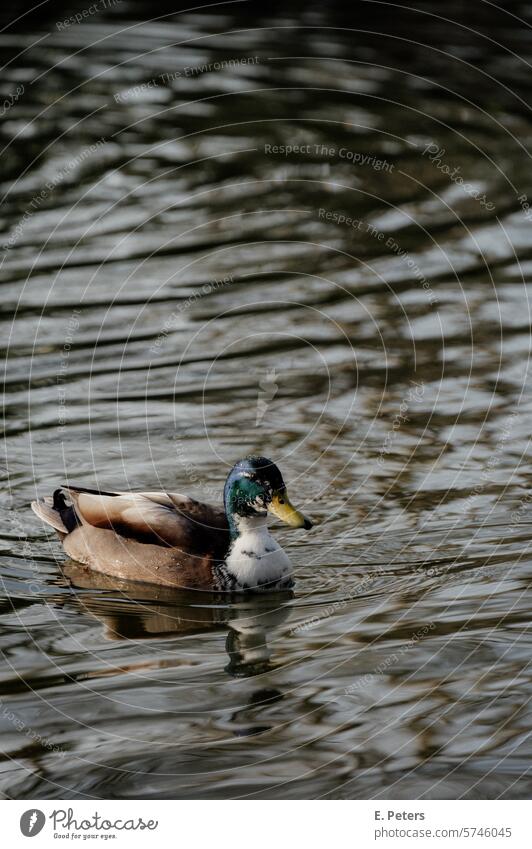 Ente schwimmt auf einem See in einem Park in der Abendsonne ente abendsonne erpel see nahaufnahme Vogel Tier Wasser Natur Farbfoto Außenaufnahme Feder Schnabel