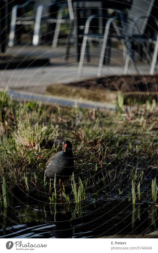 Teichhuhn in einem Park im Frühling abendsonne feierabend stühle Abend Außenaufnahme Sonnenlicht Farbfoto Schönes Wetter Licht Menschenleer Natur Schatten