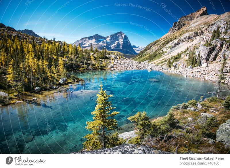 Durchsichtiger See inmitten von Bergen und Gebirge Kanada Wasser Berge u. Gebirge Rocky Mountains Urlaub reisen wandern Lake O'Hara wälder